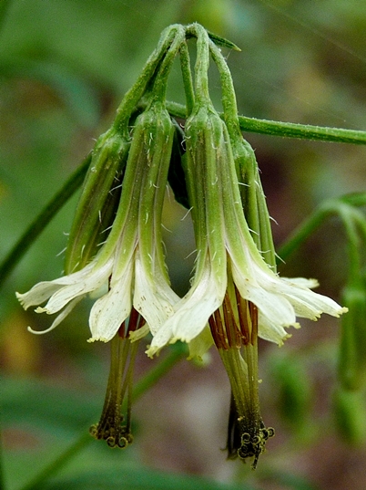 {Nabalus serpentarius}